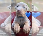 Puppy EJ Blue Doberman Pinscher