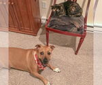 Small #6 American Staffordshire Terrier-Basset Hound Mix