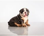 Small Photo #3 Bulldog Puppy For Sale in DELRAY BEACH, FL, USA