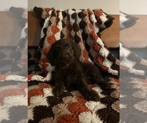 Double Doodle Puppy for sale in FAIRLAND, IN, USA