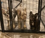 Small #8 French Bulldog