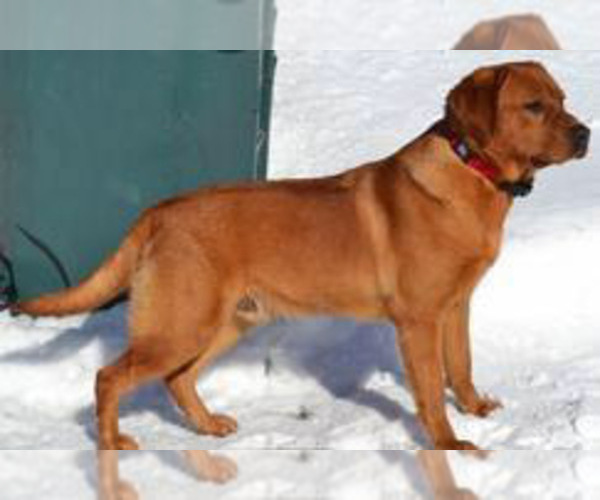Medium Photo #1 Labrador Retriever Puppy For Sale in WEST SALEM, WI, USA
