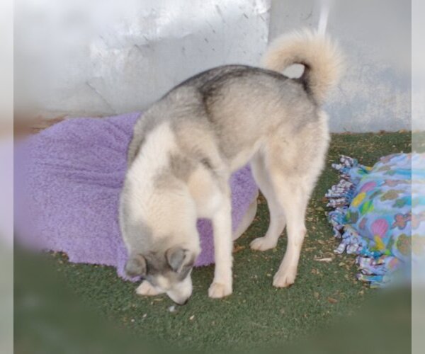 Medium Photo #8 Siberian Husky Puppy For Sale in Apple Valley, CA, USA