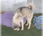 Small #7 Siberian Husky