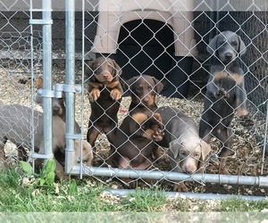 Doberman Pinscher Puppy for sale in MEHERRIN, VA, USA