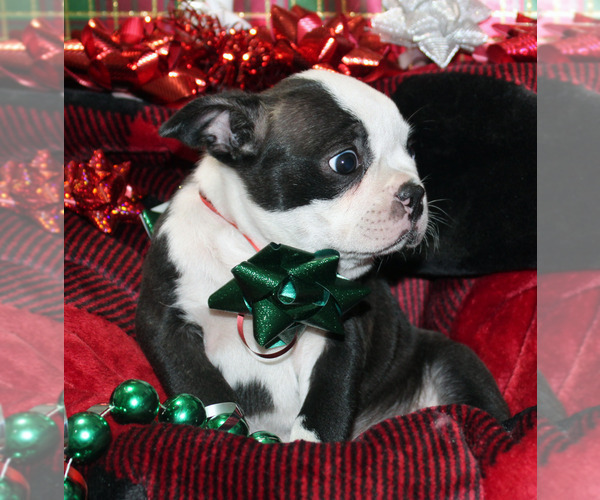Medium Photo #3 Faux Frenchbo Bulldog Puppy For Sale in BROOKSVILLE, FL, USA