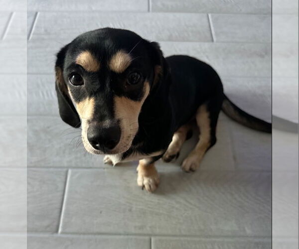 Medium Photo #5 Dachshund-Unknown Mix Puppy For Sale in Weston, FL, USA