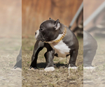 Small Photo #10 American Bully Puppy For Sale in SAN ANTONIO, TX, USA