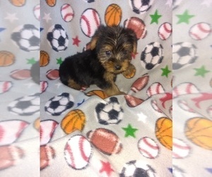 Yorkshire Terrier Puppy for sale in LAPEER, MI, USA