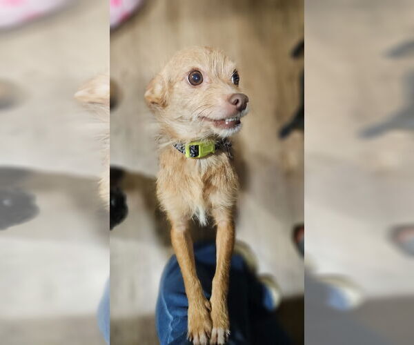 Medium Photo #4 Chihuahua-Unknown Mix Puppy For Sale in Plainfield, IL, USA