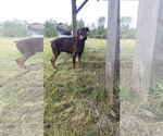 Small #2 Doberman Pinscher