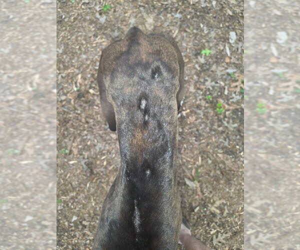 Medium Photo #4 Great Dane Puppy For Sale in Bullard, TX, USA