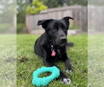 Small #2 Collie Mix