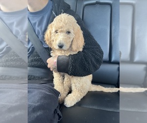 Goldendoodle Puppy for sale in EL PASO, TX, USA