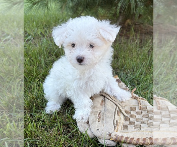 Medium Photo #2 Maltese Puppy For Sale in MIDDLEBURY, IN, USA