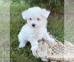 Small #1 Maltese