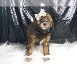 Small #3 Goldendoodle (Miniature)
