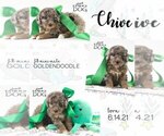 Small Photo #2 Goldendoodle Puppy For Sale in SPRING BRANCH, TX, USA