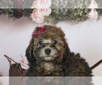 Puppy Citrine AKC Poodle (Miniature)