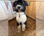 Small #1 Mutt