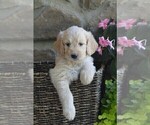 Small #1 Goldendoodle