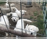 Small #2 Maremma Sheepdog