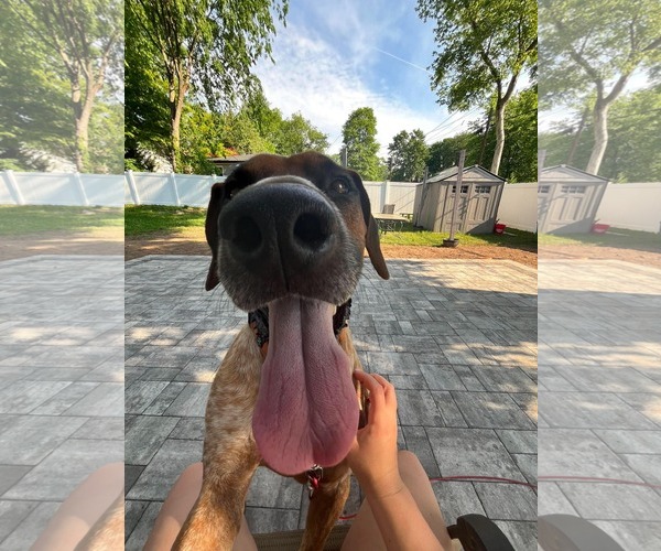 Medium Photo #8 Coonhound-Unknown Mix Puppy For Sale in Westwood, NJ, USA