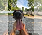 Small #7 Coonhound Mix