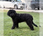 Small #3 Mutt