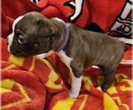 Small Photo #8 Boston Terrier Puppy For Sale in SALINA, KS, USA