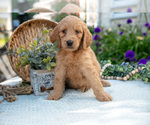 Puppy Thistle Goldendoodle