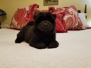 Chow Chow Puppy for sale in LELAND, NC, USA