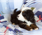 Small Photo #2 Bernedoodle Puppy For Sale in MILWAUKEE, WI, USA