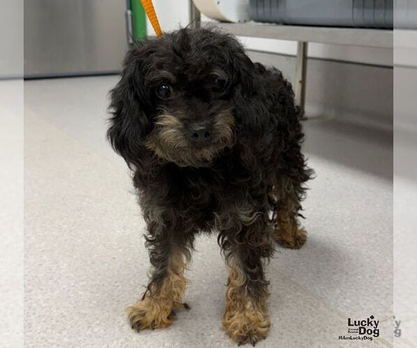 Medium Photo #3 Poodle (Miniature)-Unknown Mix Puppy For Sale in Washington, DC, USA