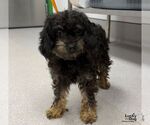 Small Photo #3 Poodle (Miniature)-Unknown Mix Puppy For Sale in Washington, DC, USA