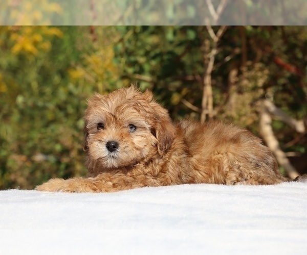 Medium Photo #3 ShihPoo Puppy For Sale in DYERSBURG, TN, USA