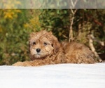 Small #2 ShihPoo