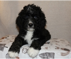 Bernedoodle Puppy for sale in EAGLE LAKE, MN, USA