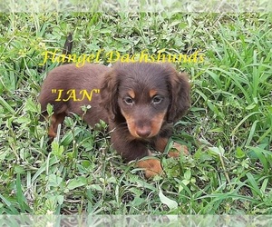 Dachshund Puppy for sale in CUTLER BAY, FL, USA