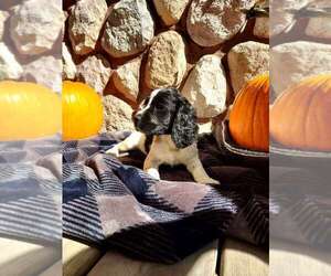 English Springer Spaniel Litter for sale in MARLETTE, MI, USA
