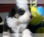 Small Photo #4 Miniature Australian Shepherd Puppy For Sale in WITTMANN, AZ, USA