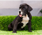 Small #23 Great Dane