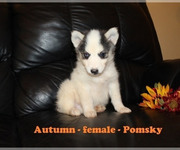 Medium Photo #3 Pomsky Puppy For Sale in CLARKRANGE, TN, USA