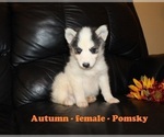 Small Photo #3 Pomsky Puppy For Sale in CLARKRANGE, TN, USA