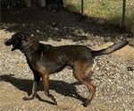 Small Photo #1 Belgian Malinois Puppy For Sale in ELK GROVE, CA, USA