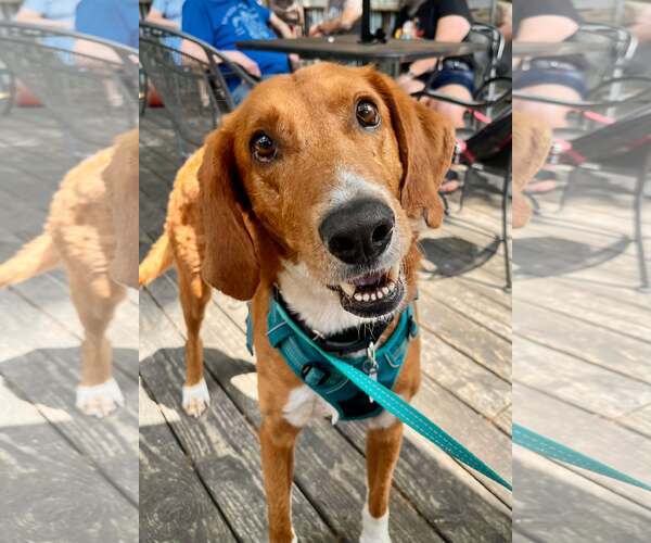 Medium Photo #8 Mutt Puppy For Sale in Mount Pleasant, SC, USA