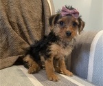 Small #3 Yorkshire Terrier