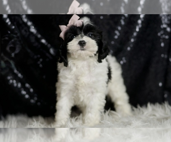 Medium Photo #5 Cavapoo Puppy For Sale in WARSAW, IN, USA