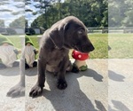 Small Photo #4 Labrador Retriever Puppy For Sale in NEOLA, WV, USA