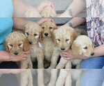Small Photo #3 Goldendoodle Puppy For Sale in WAYNESVILLE, MO, USA
